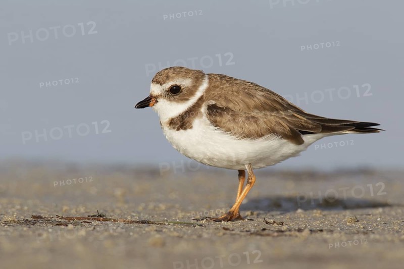 Semipalmated Plover (Charadrius semipalmatus), Florida, USA