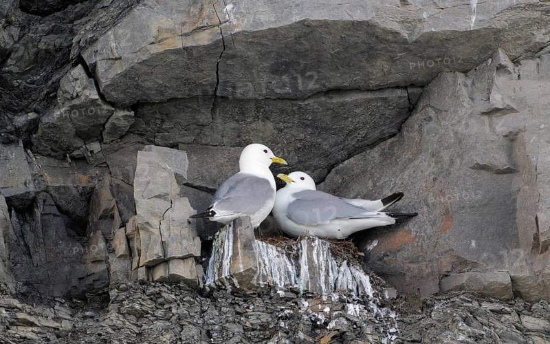 Dreizehenmöwen_Paar, lat. Rissa tridactyla, engl. Kittiwake, in der Felswand an ihrem Nistplatz
