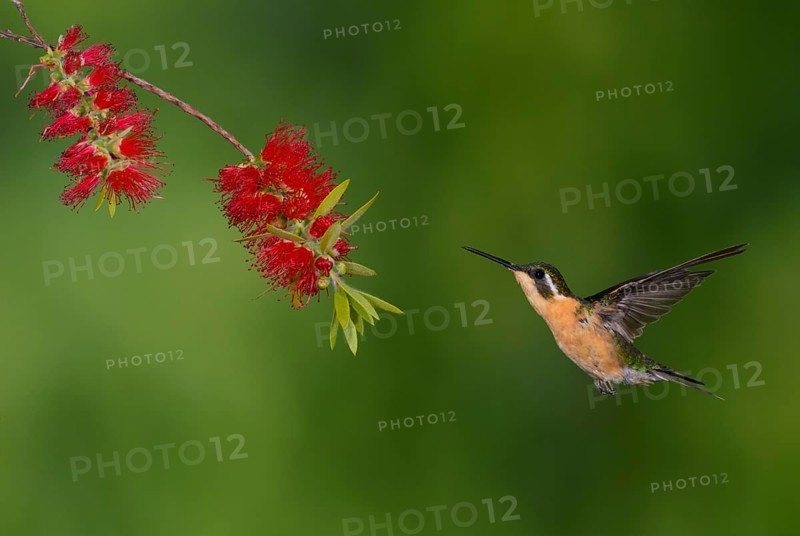 White-throated Mountain Gem (Lampornis castaneoventris) high in the mountains at San Gerrardo de Dota, Costa Rica
