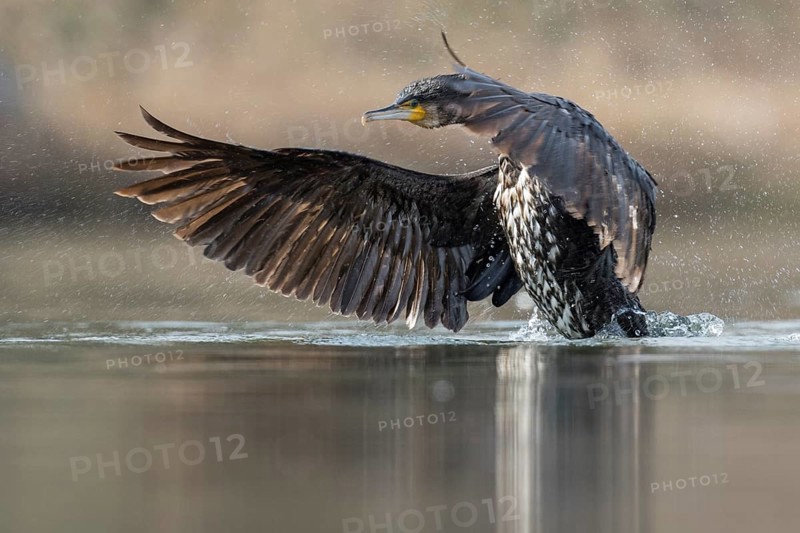 Great Cormorant (Phalacrocorax carbo) flapping, Baden-Wuerttemberg, Germany