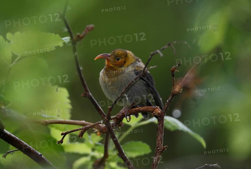 Iiwi, Vestiaria coccinea, Hawaiian Honeycreeper, fledgling