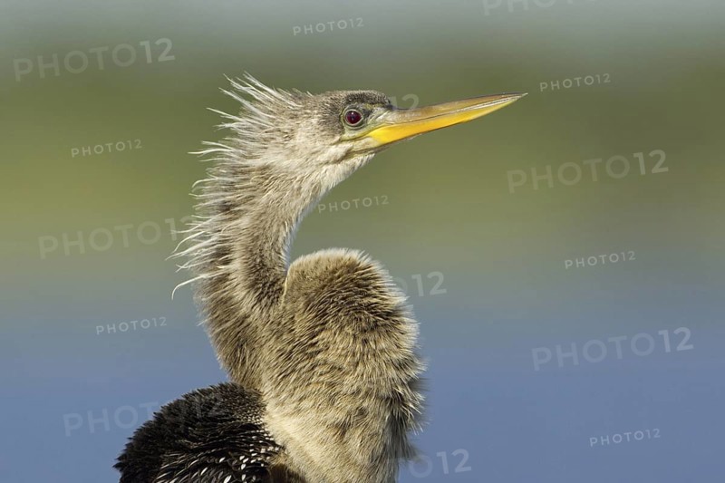 Anhinga (Anhinga anhinga), Florida, USA