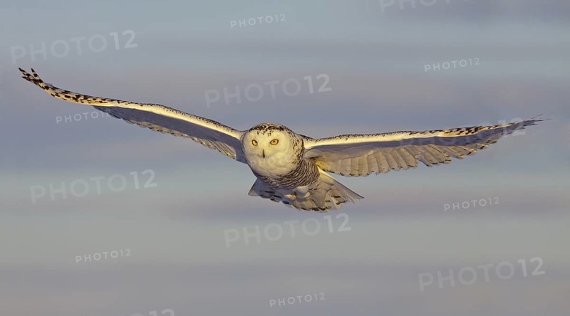 Snowy Owl (Bubo scandiacus) juvenile female, Ontario, Canada