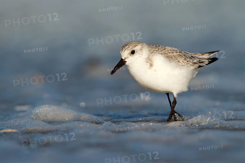 Drieteenstrandloper foerageren, Sanderling foraging