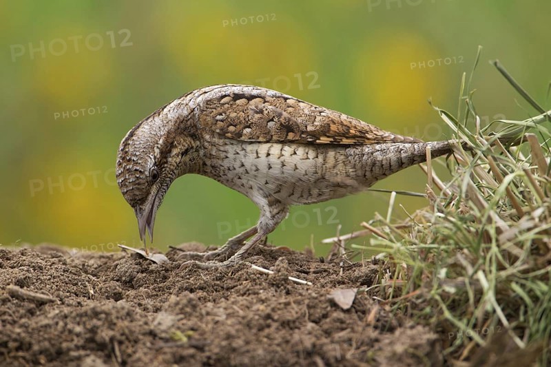 Eurasian Wryneck (Jynx torquilla) foraging, Saxony, Germany