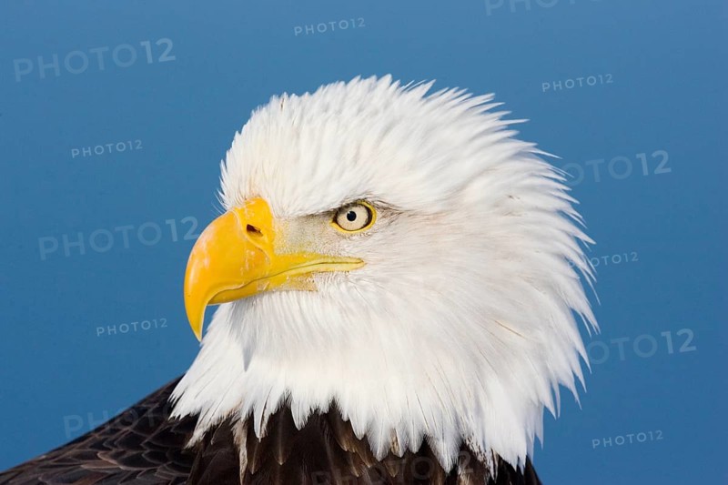 Bald Eagle Haliaeetus leucocephalus Homer, ALASKA, USA February Adult Accipitridae