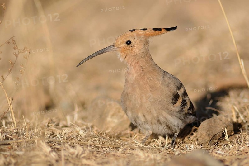 Eurasian Hoopoe (Upupa epops), Tibet, China