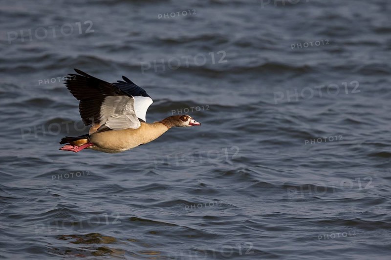 Egyptian Goose (Alopochen aegyptiaca) flying, Lake Awasa, Ethiopia