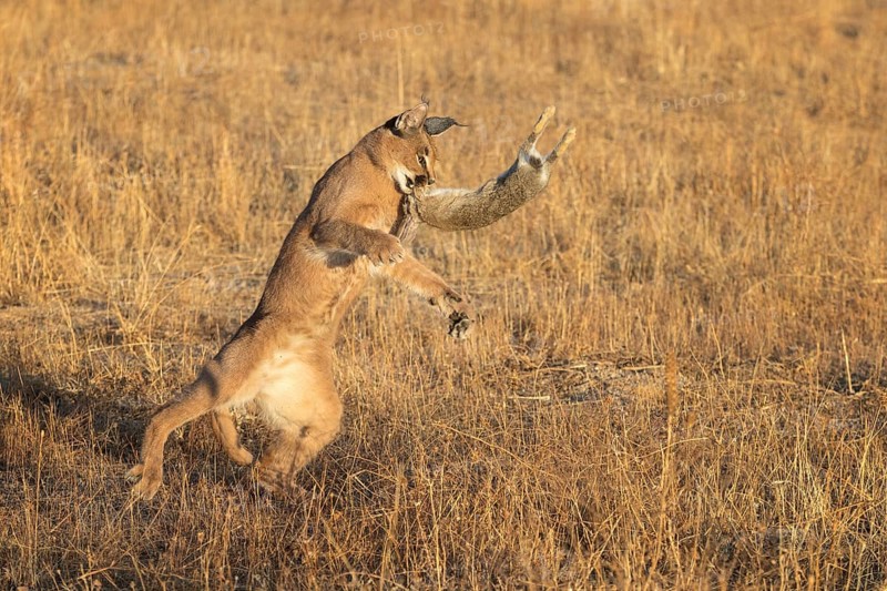 Caracal (Caracal caracal) adult hunting Iberian Hare (Lepus granatensis), Castile-La Mancha, Spain