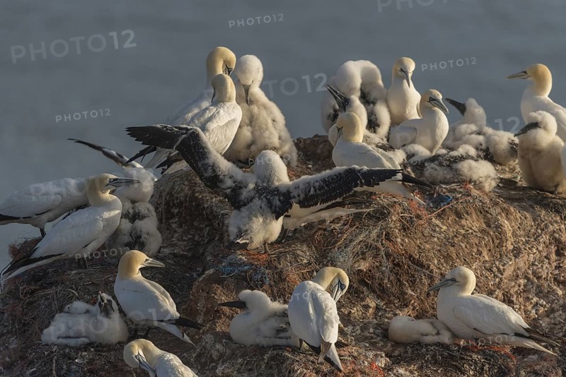 Northern Gannet (Morus bassanus) colony, Schleswig-Holstein, Germany