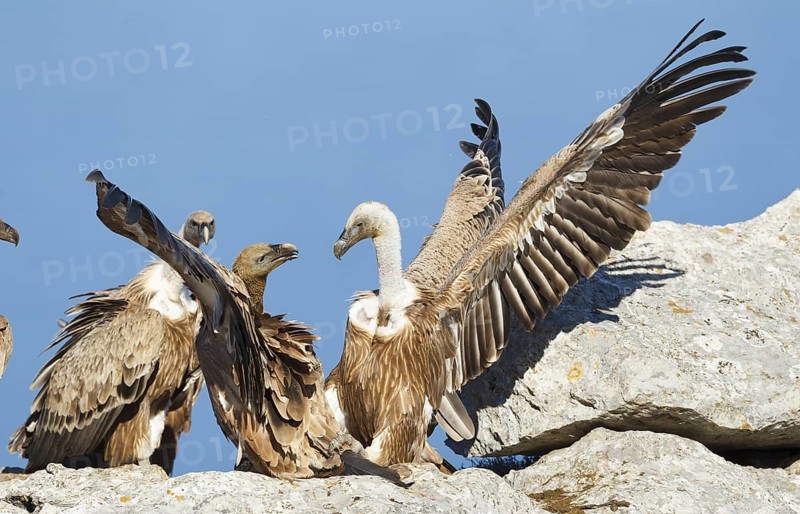 Griffon Vulture (Gyps fulvus), Mallorca, Spain