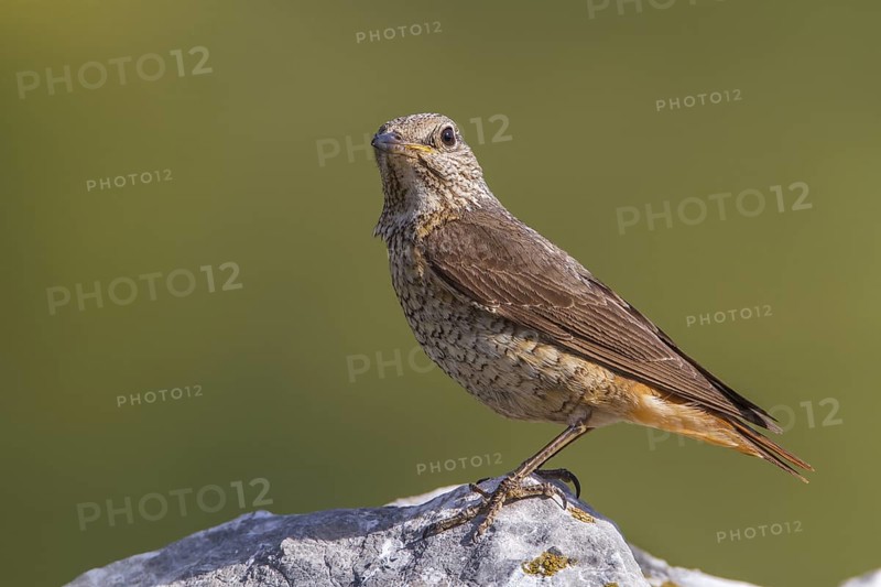 Common Rock Thrush (Monticola saxatilis) female perched on a rock, Primorje, Croatia