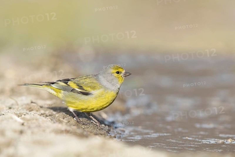 Citril Finch (Carduelis citrinella) female at waterhole, Aosta Valley, Italy