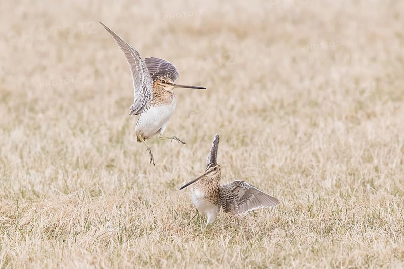 Common Snipe : Grimsey Island : Iceland