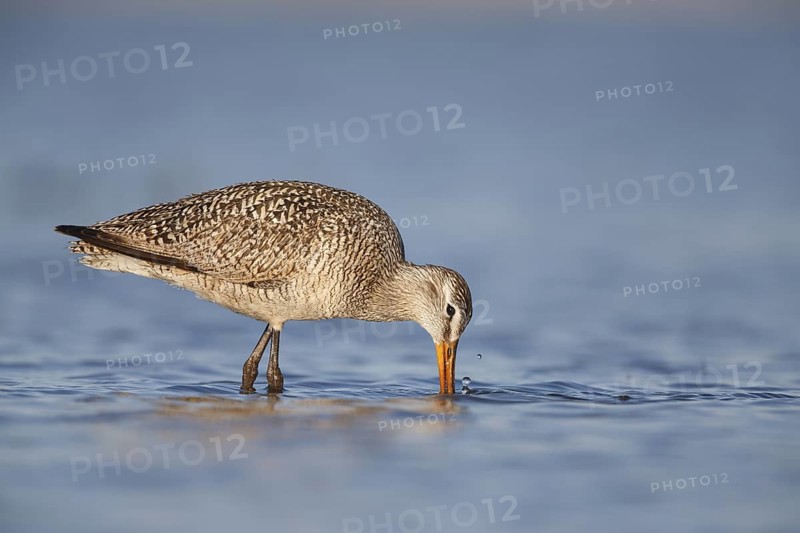 Marbled Godwit (Limosa fedoa) foraging, Montana, USA