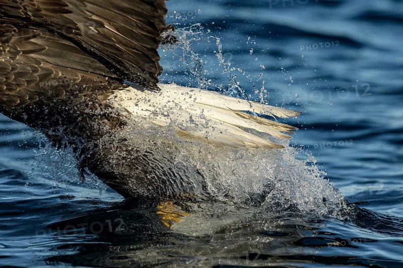 Bald Eagle (Haliaeetus leucocephalus) catching fish, Alaska, USA