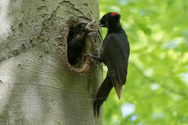 Black Woodpecker (Dryocopus martius) female feeding chicks in nest hole, North Rhine-Westphalia, Germany