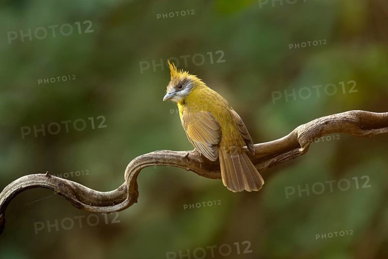 White-throated Bulbul (Alophoixus flaveolus), Yunnan, China