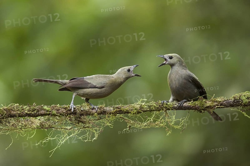 Palm tanagers squabble on a rainforest branch