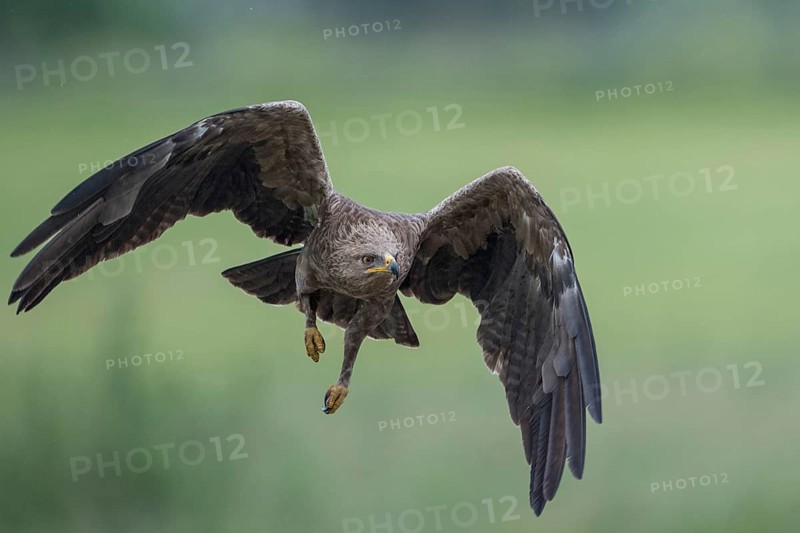 Lesser Spotted Eagle (Clanga pomarina) flying over grassland, Mecklenburg-Western Pomerania, Germany