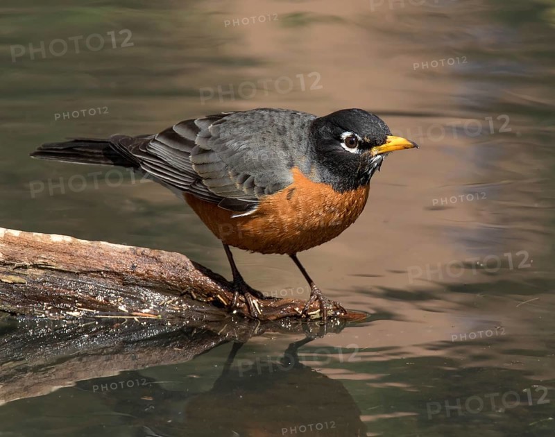 American Robin, Turdus migratorius, perched by a pond in Saskatoon, Saskatchewan, Canada