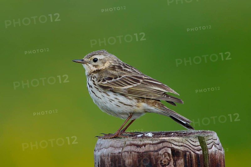 Meadow Pipit (Anthus pratensis) perched on a pale, Netherlands