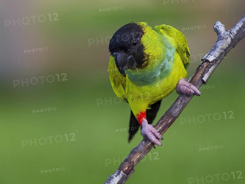 Nanday Parakeet (Aratinga nenday), Mato Grosso do Sul, Brazil