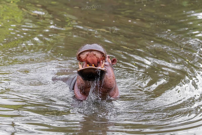 An adult male hippopotamus (Hippopotamus amphibius) shows aggression and defends its territory