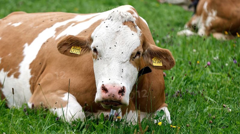 Cows lying in a meadow in the Allgäu, Pfronten, 30.07.2025