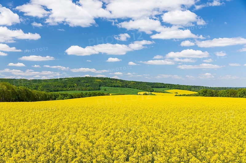 Rape field in bloom (Brassica napus), Rochlitzer Berg in the background, Rochlitz, Saxony, Germany