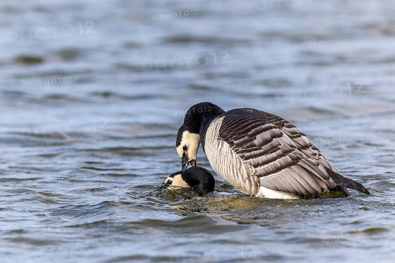 White-fronted Goose (Branta leucopsis), Geese (Anseriformes), Mating in the water, Aventdalen, Longyearbyen, Spitsbergen, Svalbard