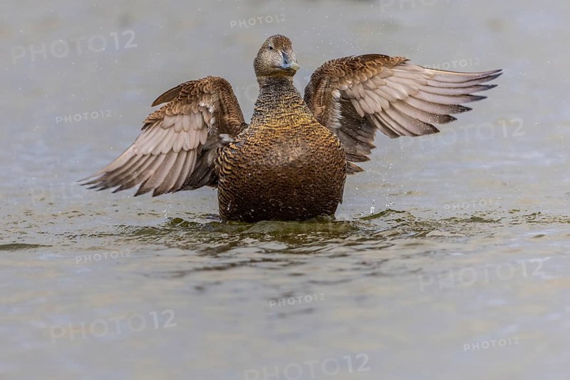 Eider duck (Somateria mollissima), hen grooming her feathers, duck birds (Anatidae), Aventdalen, Longyearbyen, Spitsbergen, Svalbard