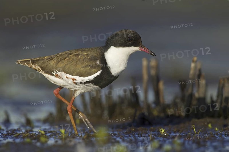 Red-kneed Dotterel (Erythrogonys cinctus), Victoria, Australia