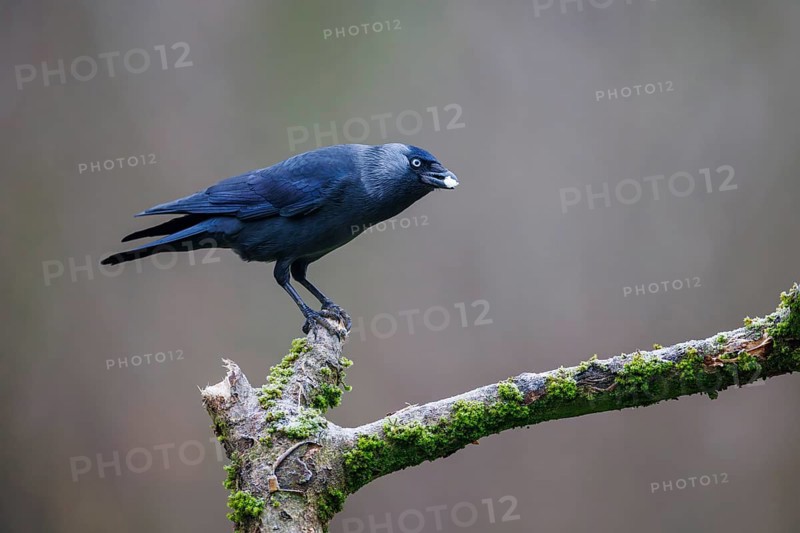 Jackdaw (Corvus monedula), Germany