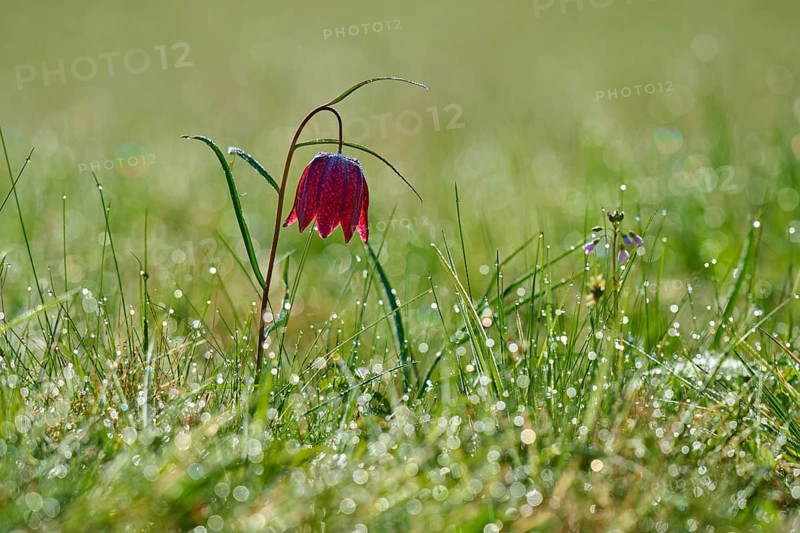 Snake's Head Fritillary or lapwing (Fritillaria meleagris), flower with dew in the dawn light on the meadow, spring, Jossa, Sinntal, Spessart, Hesse, Germany