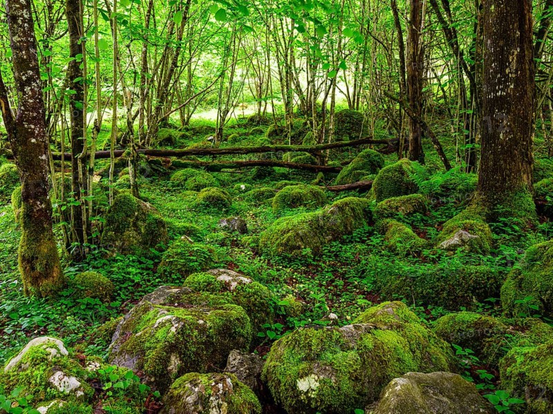Rocks with moss in the natural forest at Königssee in the Berchtesgaden National Park, Schönau am Königssee, Berchtesgadener Land, Upper Bavaria, Bavaria, Germany