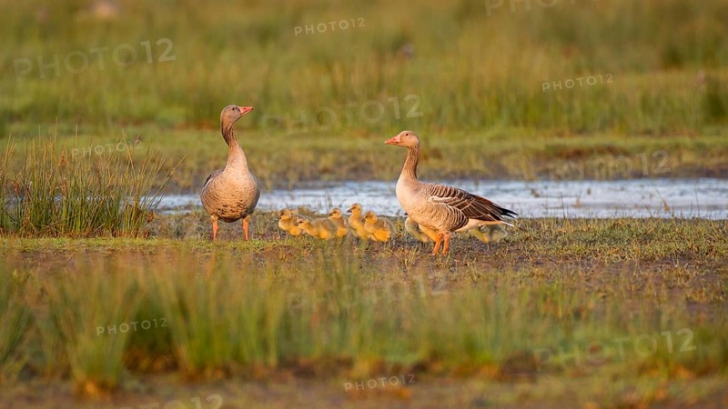 Greylag Goose (Anser anser) pair with chicks, Lower Saxony, Germany