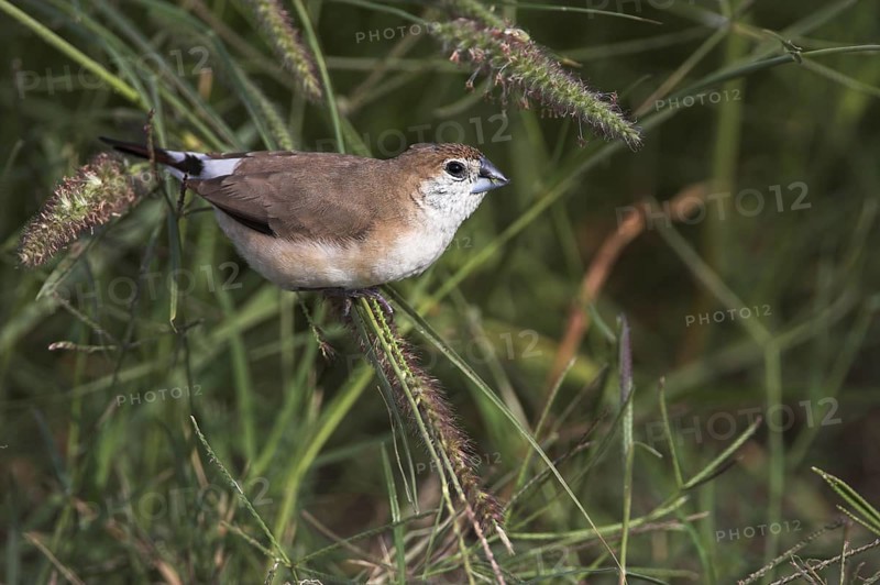 Indian Silverbill (Euodice malabarica), Oman