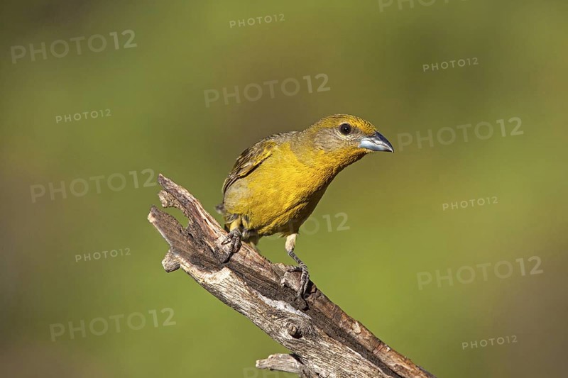 Hepatic Tanager Piranga hepatica Santa Rita Mountains, Santa Cruz County, Arizona, United States 16 May Adult Female Thraupidae