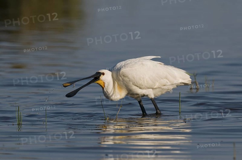 Löffler (Platalea leucorodia) White Spoonbill
