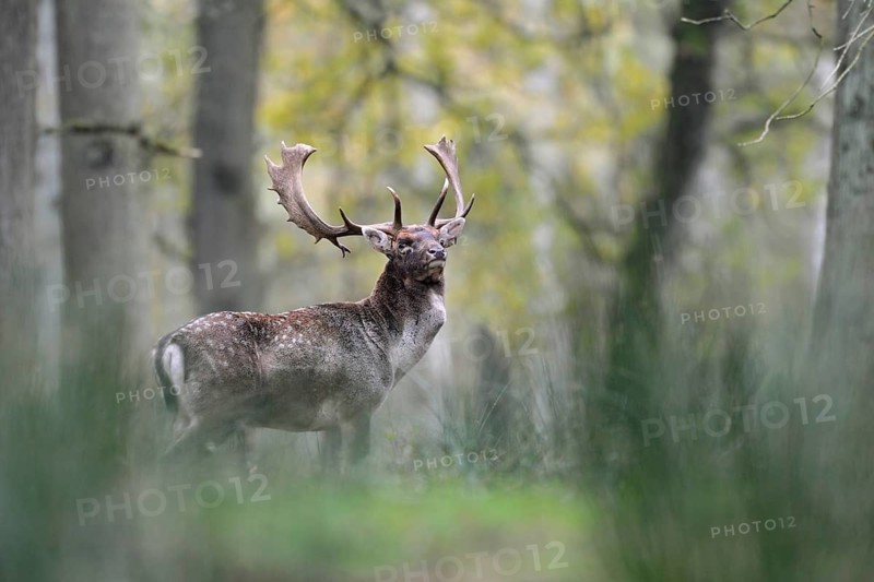 Fallow Deer (Dama dama) male standing in autumn forest, North Rhine-Westphalia, Germany