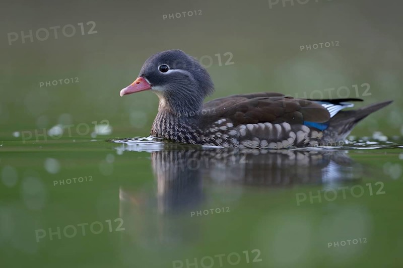 Mandarin Duck (Aix galericulata) female, North Rhine-Westphalia, Germany