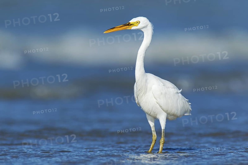 Pacific Reef Heron (Egretta sacra), Northern Territory, Australia