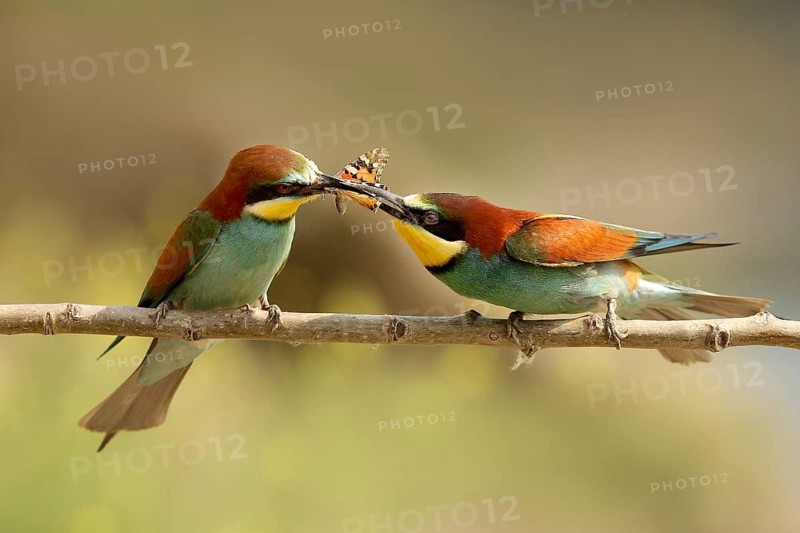 European Bee-eater (Merops apiaster) pair displaying, Piedmont, Italy