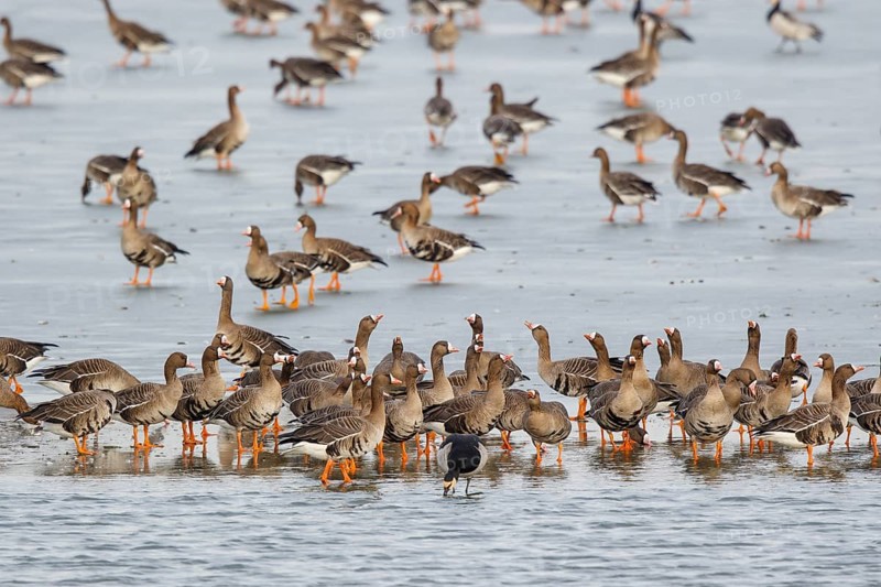 Greater White-fronted Goose & Barnacle Goose (Anser albifrons & Branta leucopsis) group resting in water, North Rhine-Westphalia, Germany