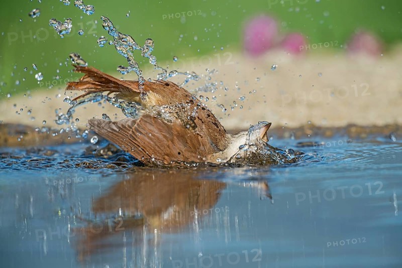 Common Nightingale (Luscinia megarhynchos) bathing in waterhole, Aosta Valley, Italy