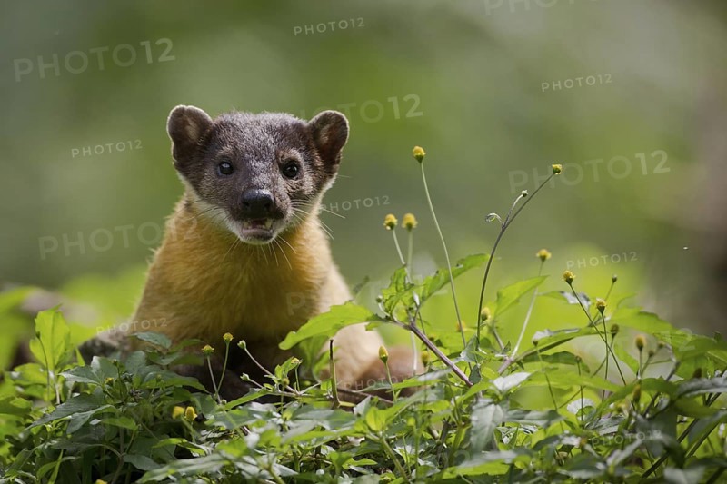 Yellow-throated Marten (Martes flavigula) portrait in blooming forest, Mae Wong National Park, Thailand