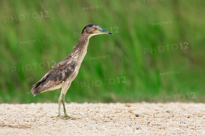 Black-crowned Night Heron (Nycticorax nycticorax) juvenile, Texas, USA
