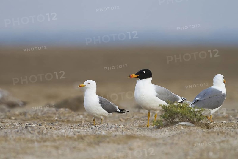 Pallas's Gull (Ichthyaetus ichthyaetus), Oman