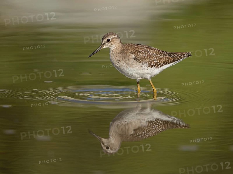 Wood Sandpiper (Tringa glareola), Gambia